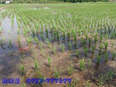 台鐵紅線｜徵收農地｜皮寮段｜投資好標的,桃園市桃園區農地出售